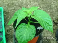 k-BILD0596.webp