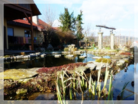 Teich (3).webp
