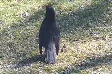 2012_0320Frühling0001.webp