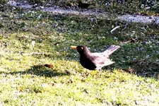 2012_0320Frühling0032 amsel.webp