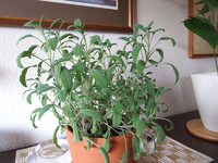 DSCF2254.webp