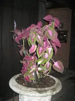 IMG_5256_phixr.webp