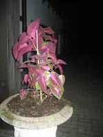 IMG_5254_phixr.webp