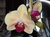 DSCF1647.webp