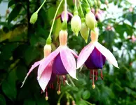 Fuchsie v (1).webp