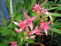 Copy of IMG_1941v.webp