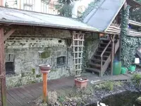 Wilder Wein im Topf.webp