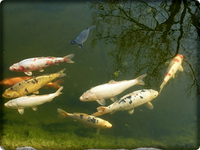 KOI.webp