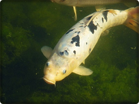 Koi 3 (5).webp
