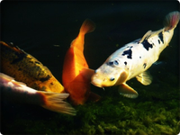 Koi 3. 12.webp
