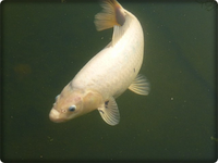 KOI (5).webp