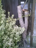 Baumstamm.webp