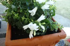 2012 03 22 004.webp