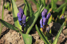 Allium Caeruleum_smaller.webp