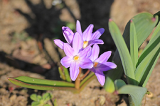 Schneestolz_smaller.webp