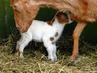 Schwennigen18-03-12_052.webp