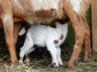 Schwennigen18-03-12_054.webp