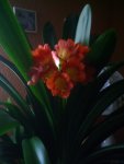 Clivia 2012.jpg