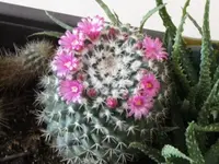 006.webp