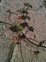 IMG_1843.webp
