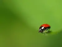 Marienkäfer.webp
