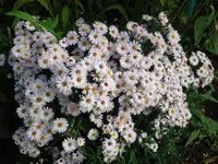 DSC00777.webp