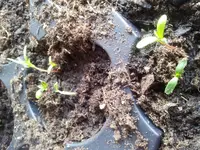 20120324_104116.webp