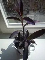 DSC00227.webp