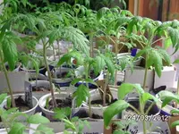BILD0003.webp
