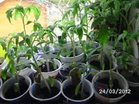 BILD0004.webp