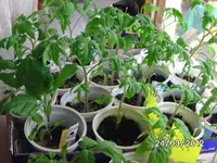 BILD0005.webp