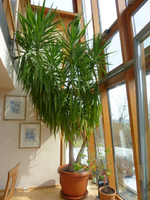 P1010009_1.webp
