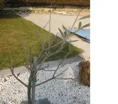 Olive1.webp