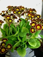 IMG_2847.webp