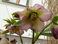 P1020177.webp