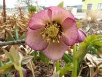 P1020178.webp