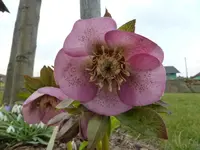 P1020181.webp