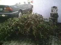 Geisblatt schneiden.22.03.2012.webp