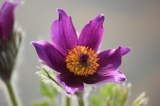 Küchenschelle lila3_smaller.webp