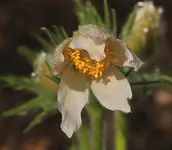 Küchenschelle weiß1_smaller.webp