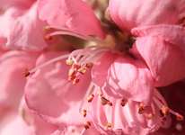 Nektarinebaumblüte_smaller.webp