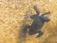 der erste Teichfrosch in diesem Jahr_smaller.webp