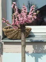 DSCF4591.webp
