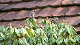 DSC00949.webp