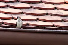 2012_0324Frühling0015 spatz.webp