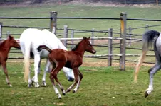 2012_0324 fohlen -.webp