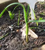 Rockenbolle.webp