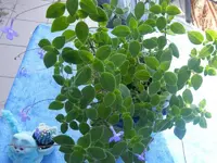 K800_DSCF7384.webp