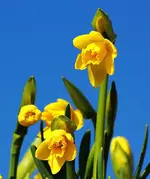 Mini-Narzissen_smaller.webp