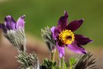 Pulsatilla vulgaris_smaller.JPG